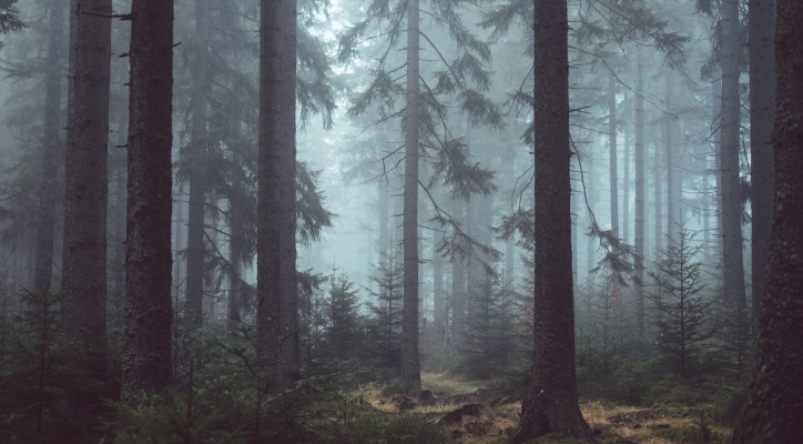 Présentation du programme du Festival des Forêts 2017