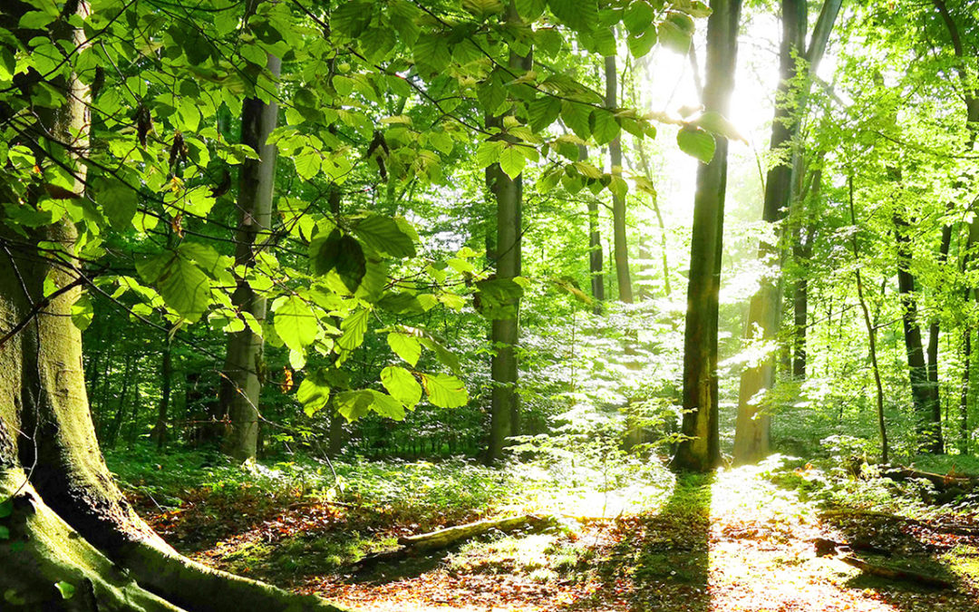 The Festival des forêts has adapted to the health crisis